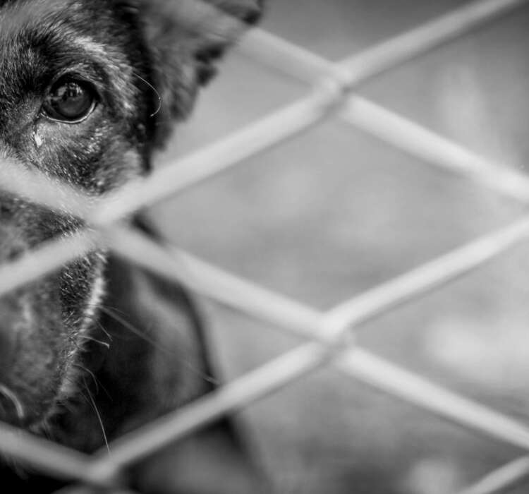 Abandoned dog Stray abandoned puppy in shelter, sad puppy eyes.