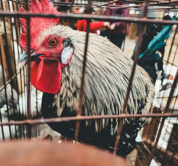Cock locked in a cage Cock locked in a cage