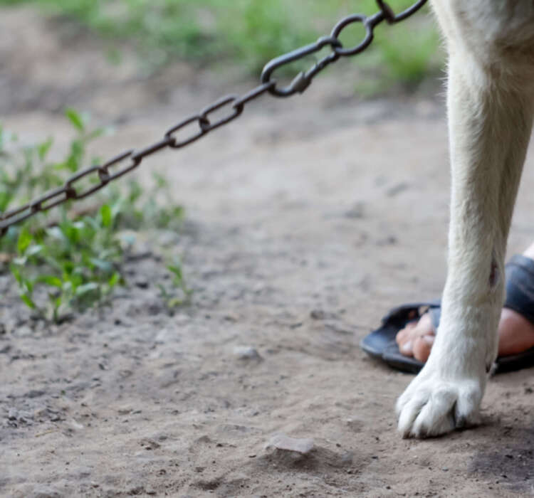 Dog with chain around its neck, person standing nearby, represen Dog with chain around its neck, person standing nearby, representing cruelty to animals. Chained dog with a human leg in the background, symbolizing bullying and neglect.