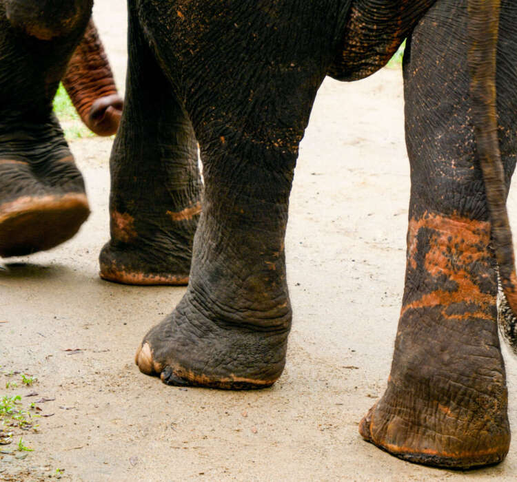 Elphant legs with marks from metal chains and ropes Elphant legs with marks from chains and ropes
