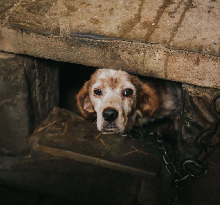 High angle shot of a poor dog chained under a tunnel - dog abuse concept A high angle shot of a poor dog chained under a tunnel - dog abuse concept